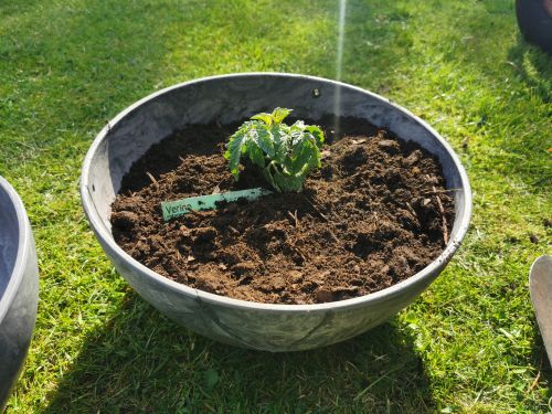 Welche tomatensorte?