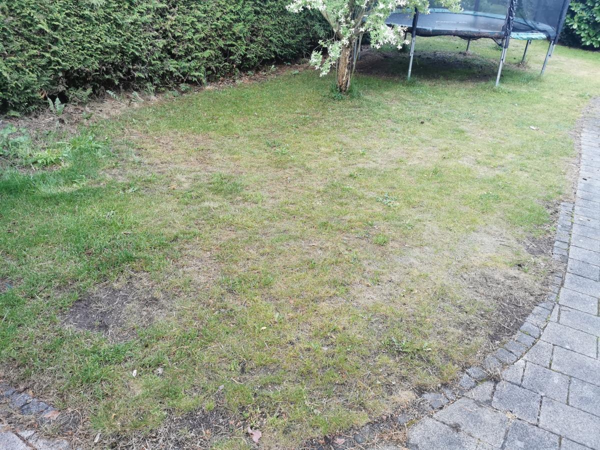 Schlechter Rasen vor Behandlung