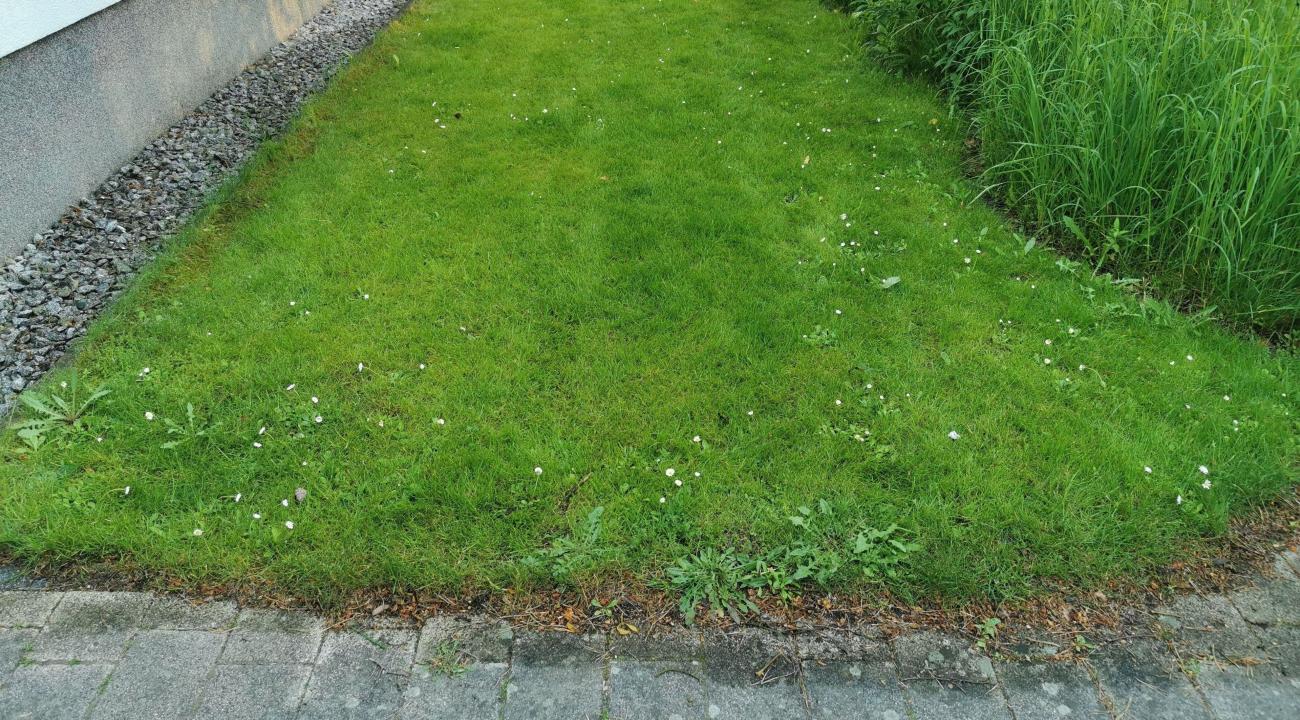 Rasen vor der Behandlung mit dem Wolf Garten Dünger mit Unkrautvernichter