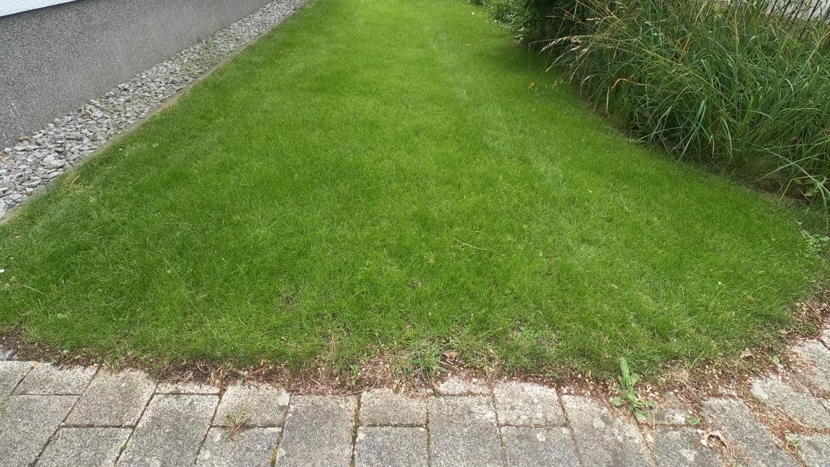 So sah das Gras 6 Wochen nach der Behandlung aus