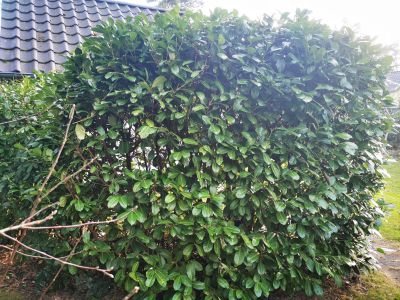 Blickdichte Hecke aus Kirschlorbeer