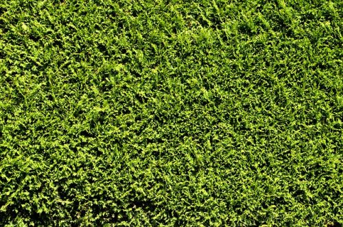 gesunde thuja hecke
