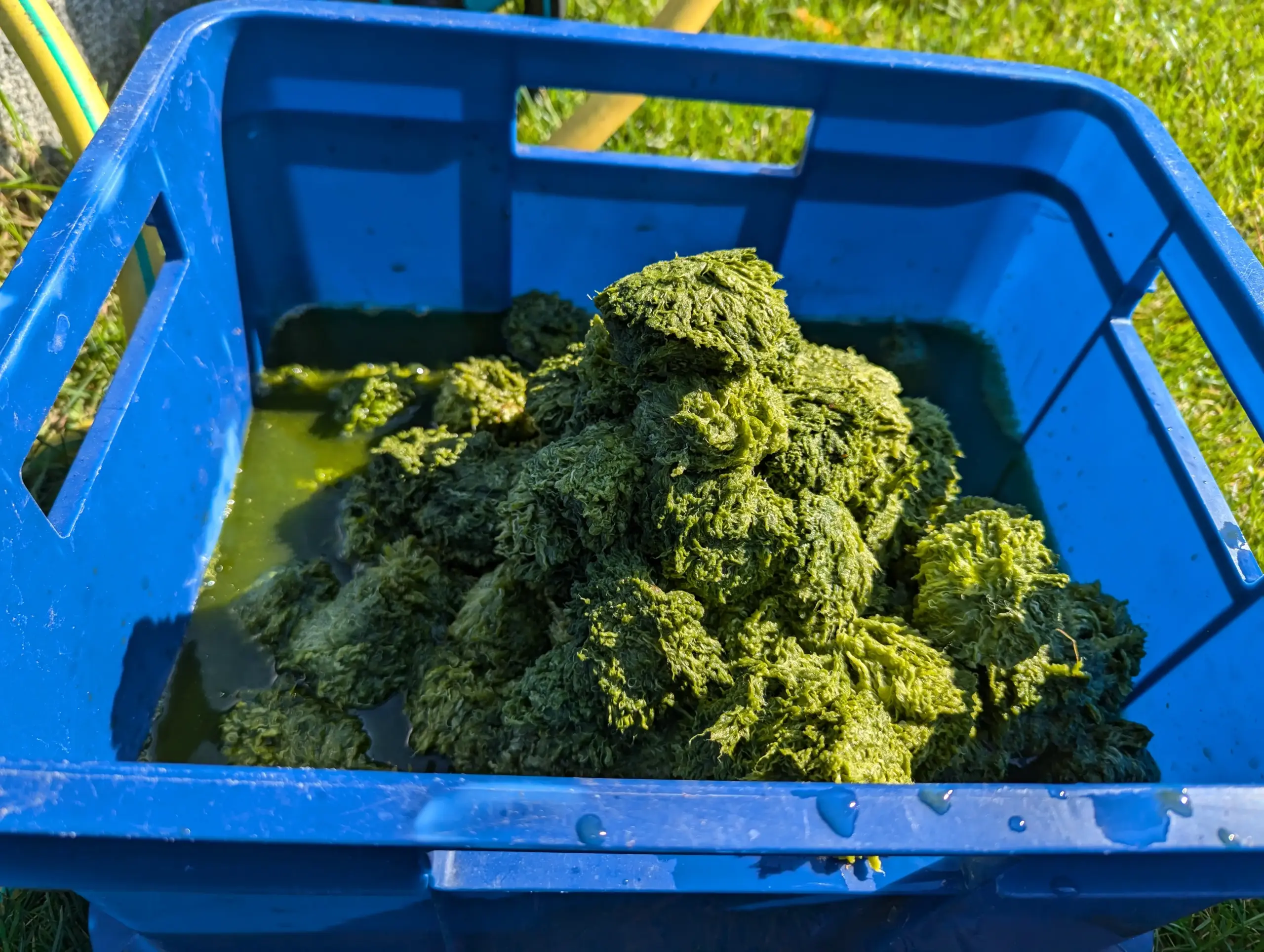 Filterbälle in meiner Pumpe voller Algen